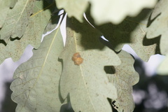Andricus nigricens