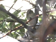 Vireo olivaceus