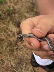 Thamnophis ordinoides