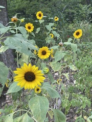 Helianthus petiolaris