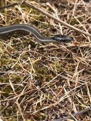 Thamnophis ordinoides