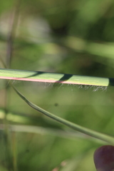 Andropogon virginicus
