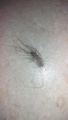 Scutigera coleoptrata