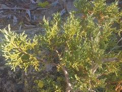 Juniperus grandis