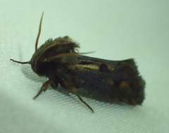 Acrolophus popeanella