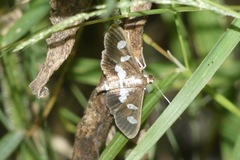Desmia