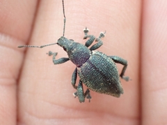 Elytrurus marginatus