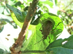Halyomorpha halys