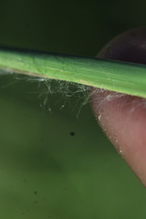 Andropogon virginicus