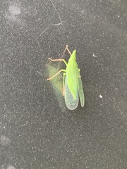 Rhynchomitra microrhina