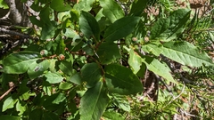 Vaccinium membranaceum