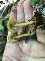 Gliophorus psittacinus