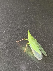 Rhynchomitra microrhina