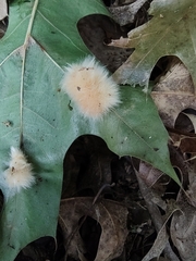 Callirhytis infuscata