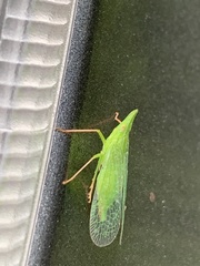 Rhynchomitra microrhina