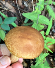Hemileccinum