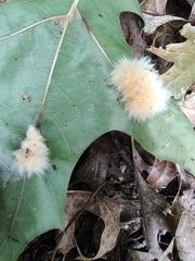 Callirhytis infuscata