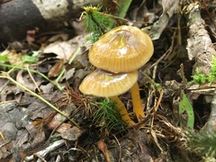 Gliophorus psittacinus