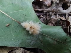 Callirhytis infuscata