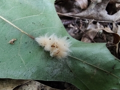 Callirhytis infuscata