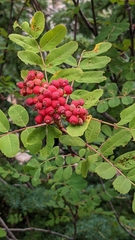 Sorbus sitchensis