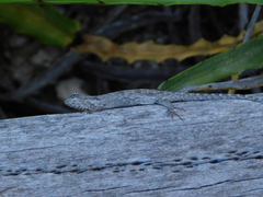 Anolis