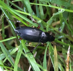 Calathus fuscipes