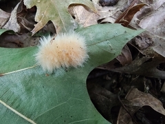 Callirhytis infuscata