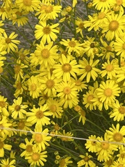 Senecio