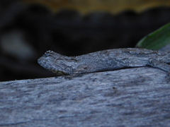 Anolis