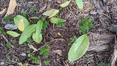 Erythronium montanum
