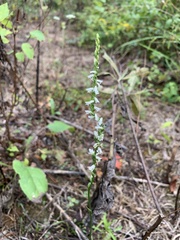 Spiranthes lacera gracilis