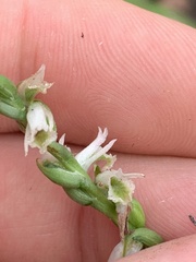 Spiranthes lacera gracilis