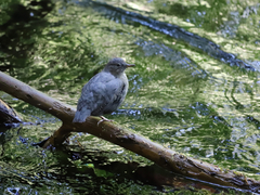 Cinclus mexicanus