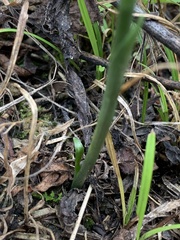 Spiranthes lacera gracilis