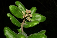 Rhus standleyi