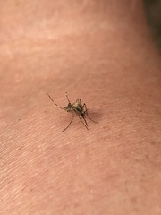 Ochlerotatus