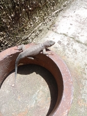 Sceloporus dugesii