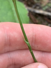 Spiranthes lacera gracilis