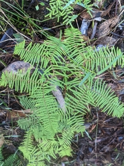 Gleichenia