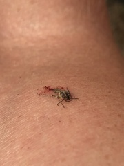 Ochlerotatus