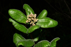 Rhus standleyi