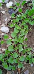 Dichondra argentea