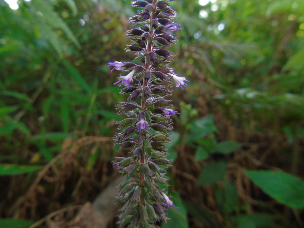 Pogostemon menthoides (Pogostemon menthoides)