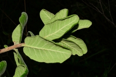 Rhus standleyi