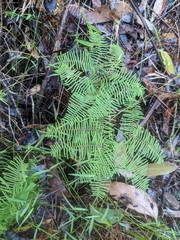 Gleichenia