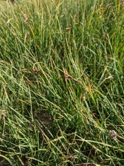 Carex spectabilis