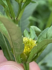 Bidens tripartita