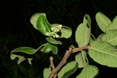 Rhus standleyi