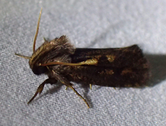 Acrolophus popeanella